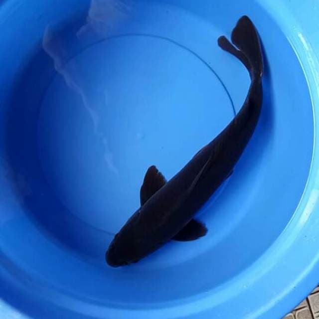 HQ.KARASUGOI