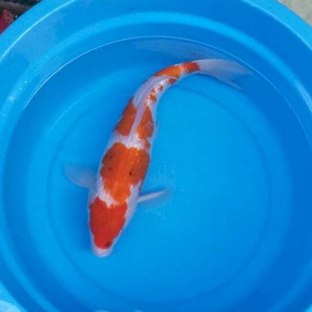 Aigoromo ginrin