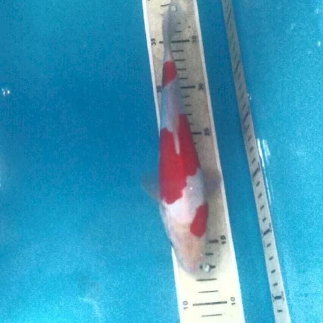 Kohaku Doitsu, 25 cm
