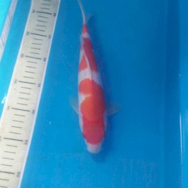 Kohaku, 27 cm
