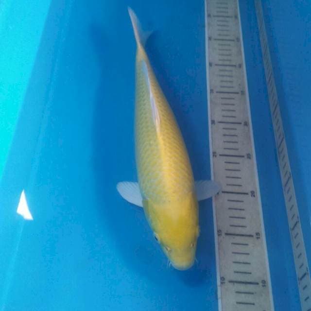 Yamabuki Ogon, 37 cm