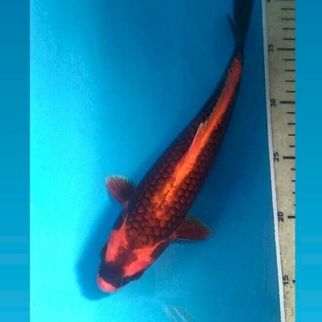 Red Kabuto Jaring Bagus, 27 cm