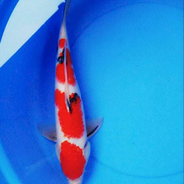 Beauty red 45cm