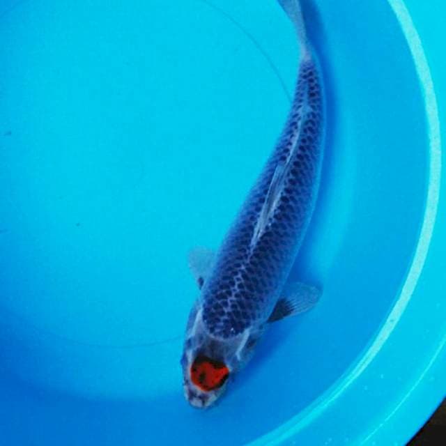 Grey tancho 32cm