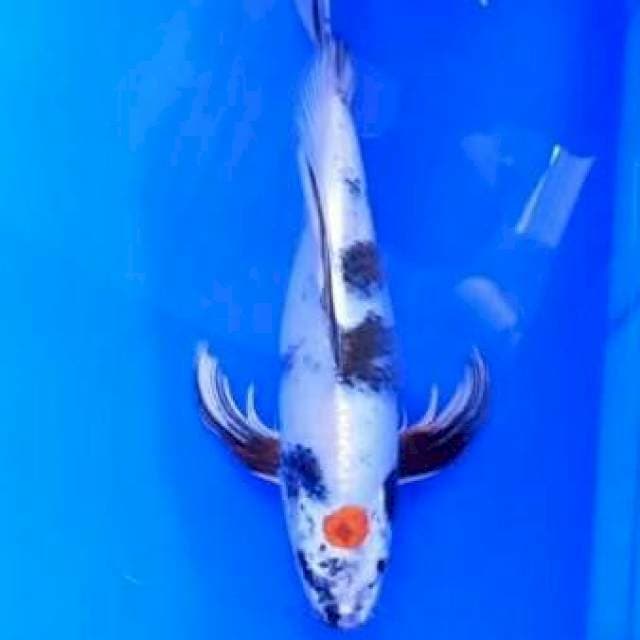 TANCHO LANGKA