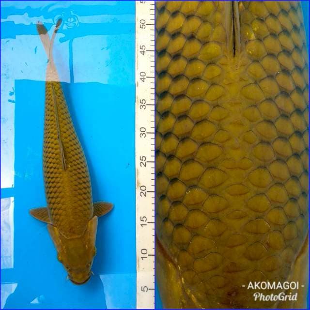 Cagoi fukurin rapi 45bu