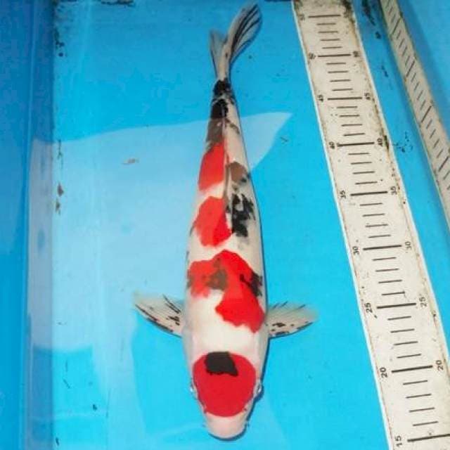 37CM SANKE SAKURA