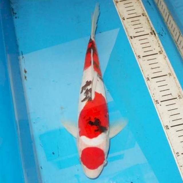 35CM SANKE TOP