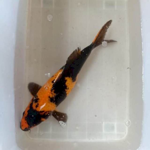 Ki Utsuri punuk kekar