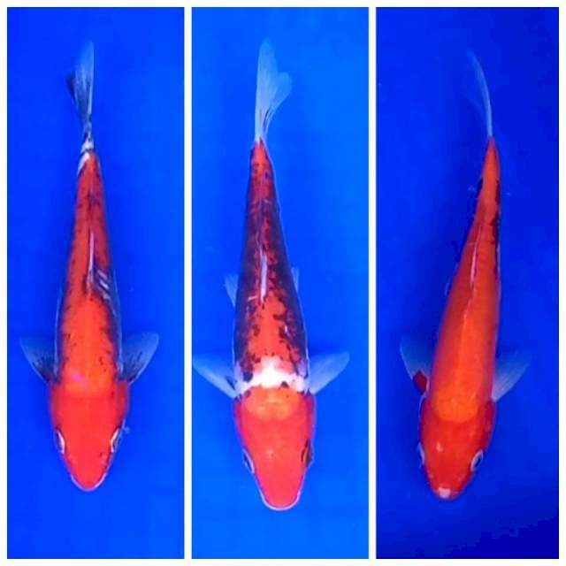 2. Beni Kumon || ±20cm