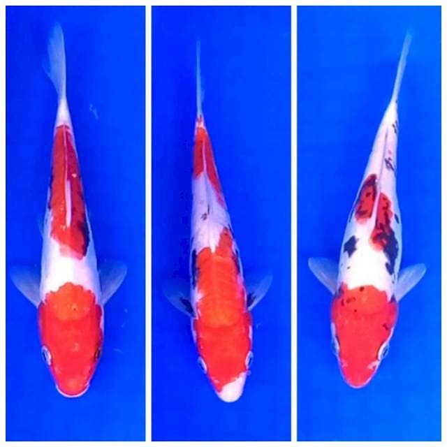 3. Beni Kumon || ±20cm