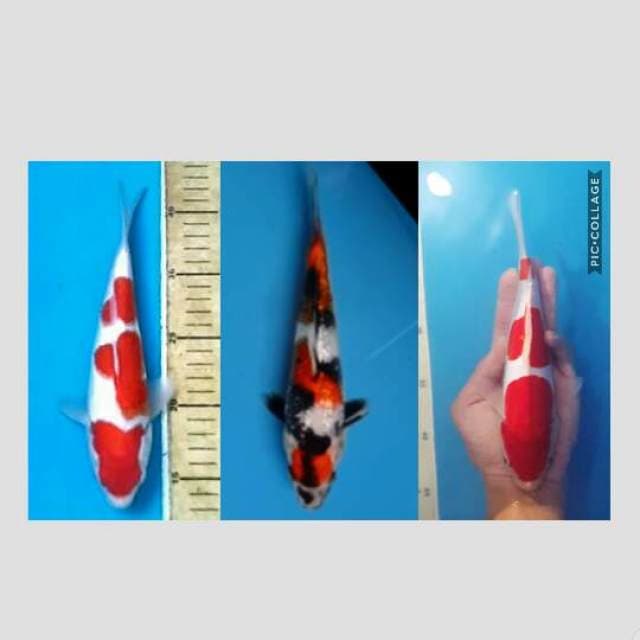 paket 3 ekor kiri sisik,tengah ginrin,kanan doit