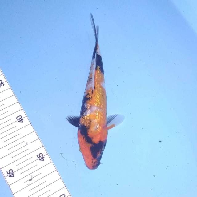 Showa ginrin 19cm