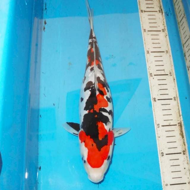 36cm ABSTRAK 2