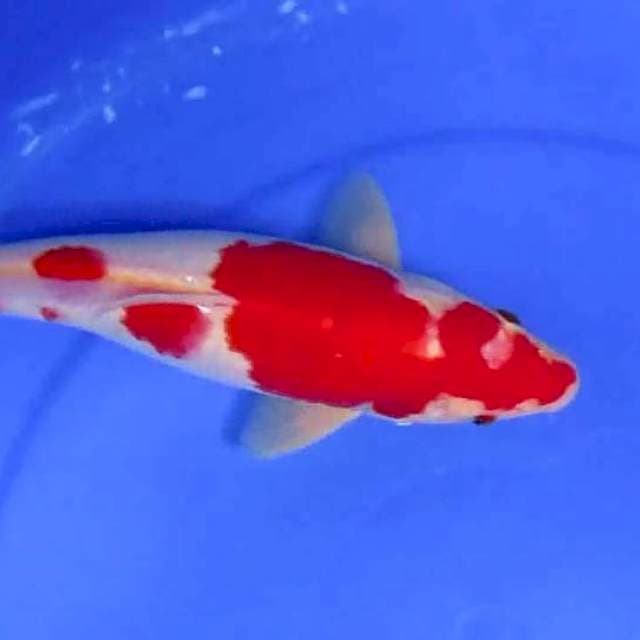 Kohaku 27cm