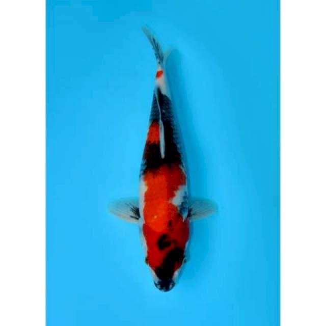SHOWA 48 CM FEMALE