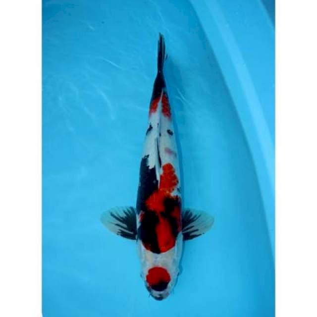 MARUTEN SHOWA 41 CM MALE
