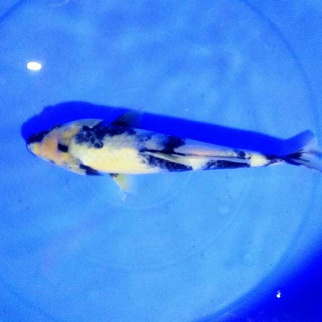 Shiro 3 step 32cm