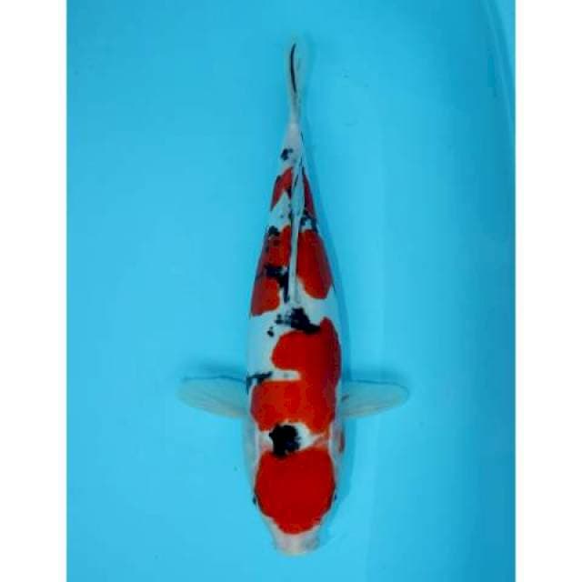 MARUTEN SANKE DOITSU 35 CM FEMALE