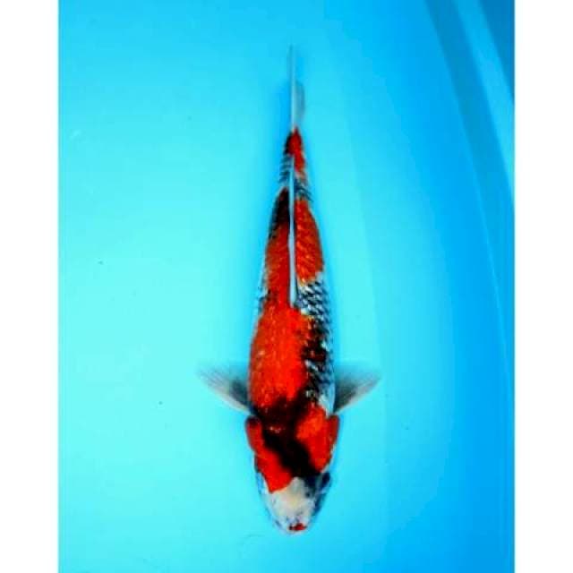 SHOWA GINRIN 39 CM MALE