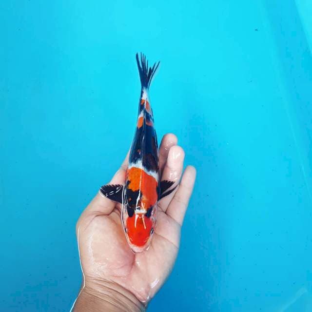 MARUTEN SHOWA 23cm