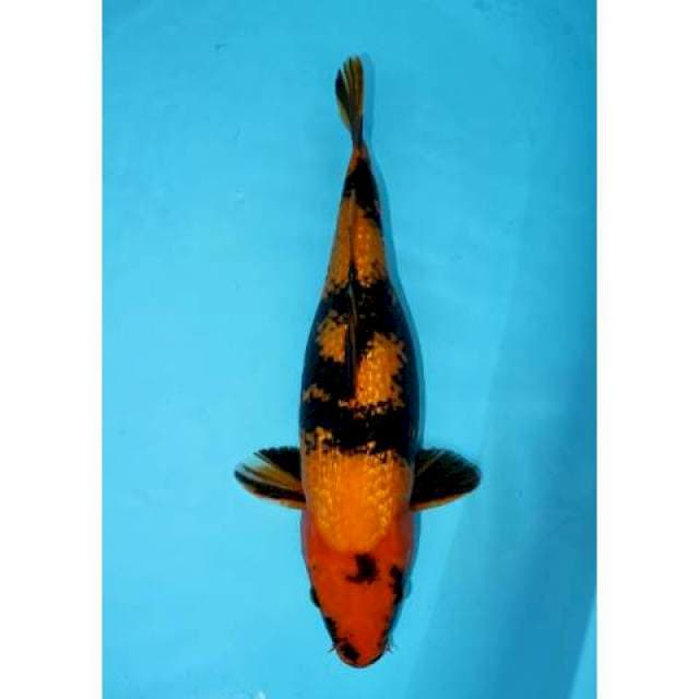 UTSURI GINRIN 53 CM FEMALE