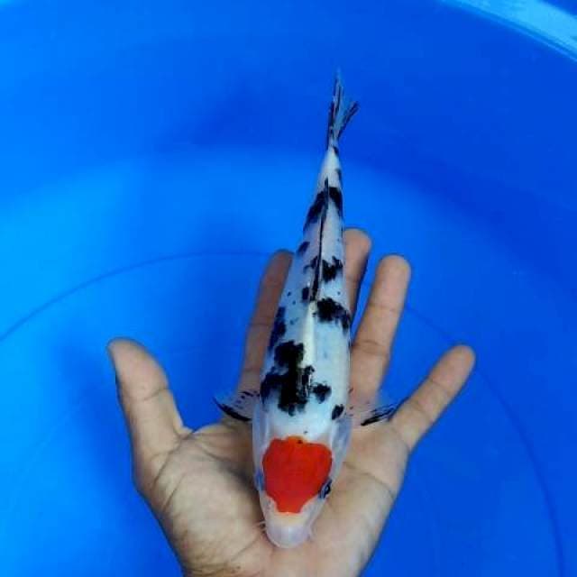 Spesial Original tancho sanke
