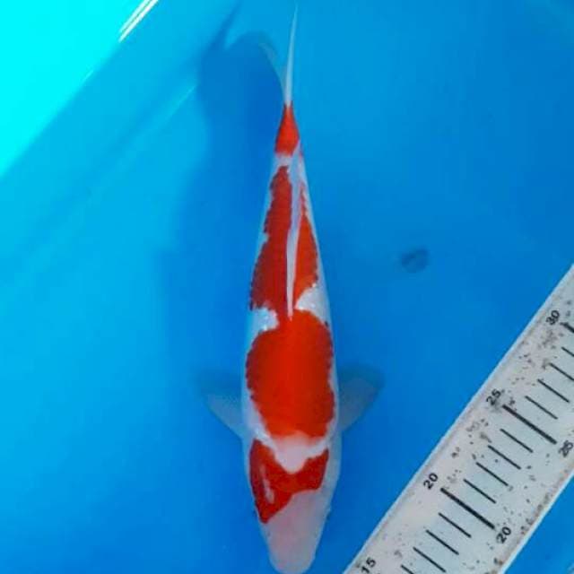 KOHAKU 28 CM