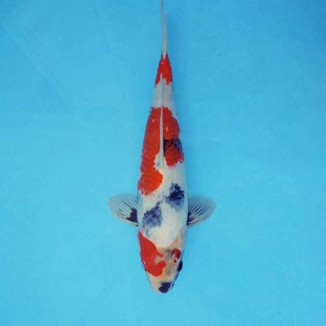 SAMOSA 9 - SHOWA EVOLUTION ®