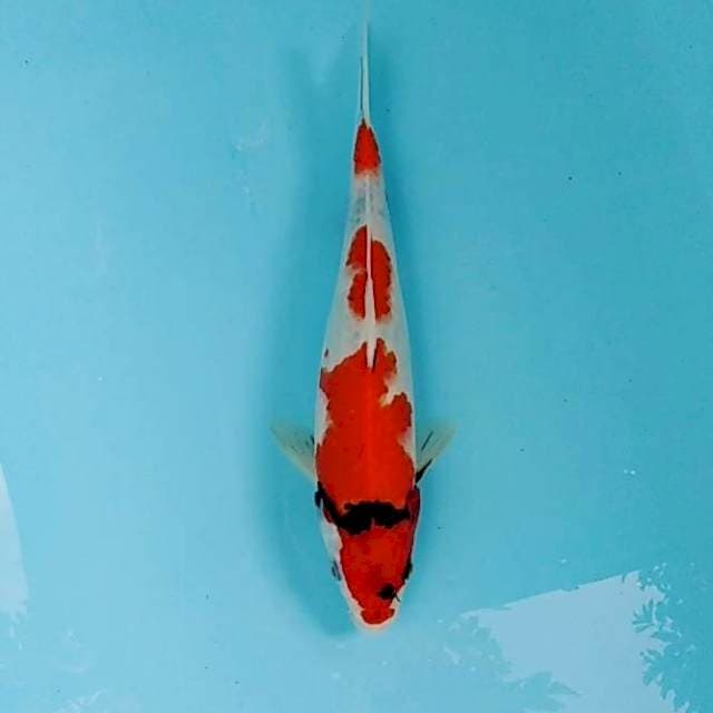 Showa tategoi