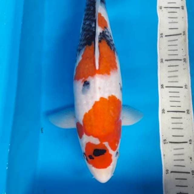 Showa 45 cm 