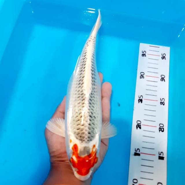 Tancho original 28 cm