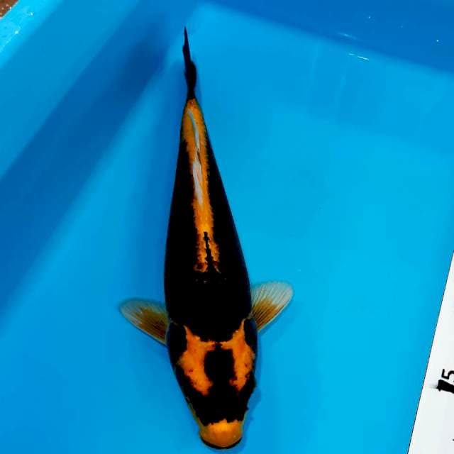Kabuto 28 cm