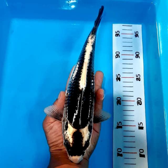 Kabuto 27 cm