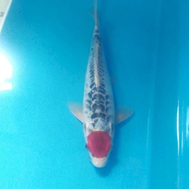 Tancho Goshiki Doit, male 23 cm