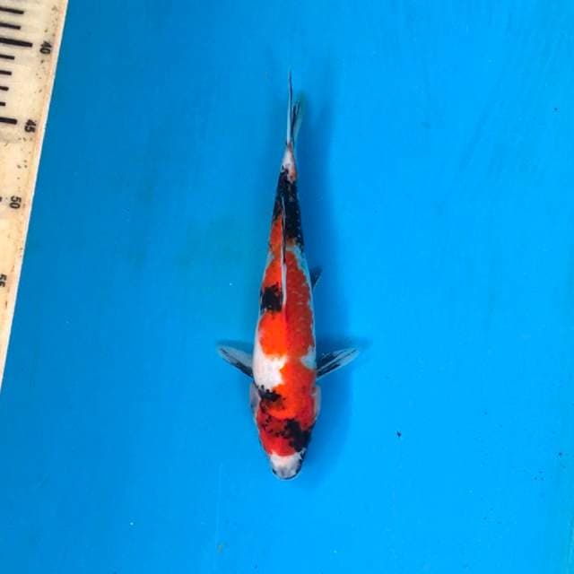 Showa 25cm, male