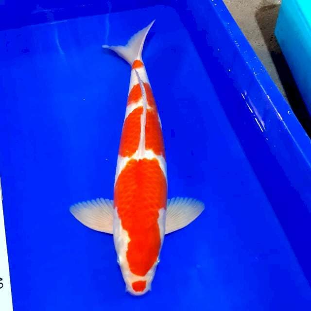 Kohaku strong male 43 cm