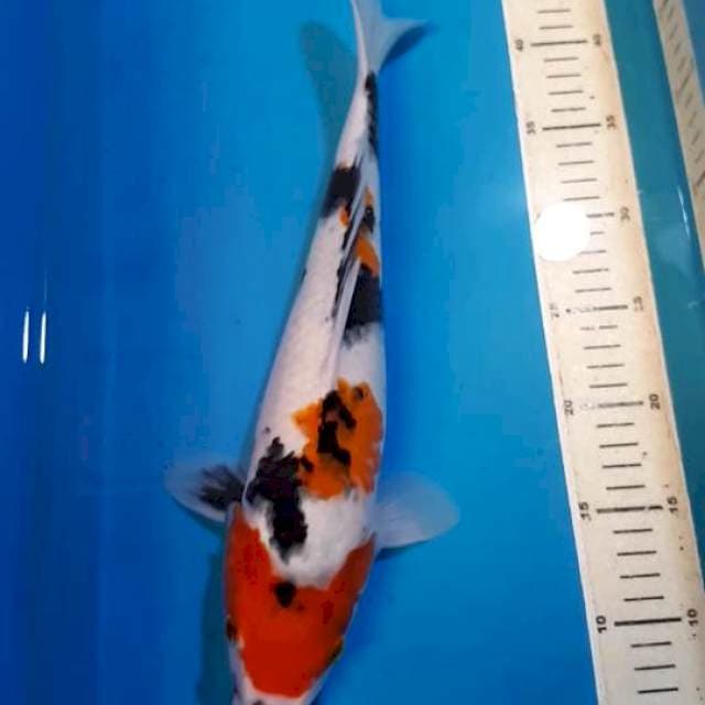SHOWA 37 CM