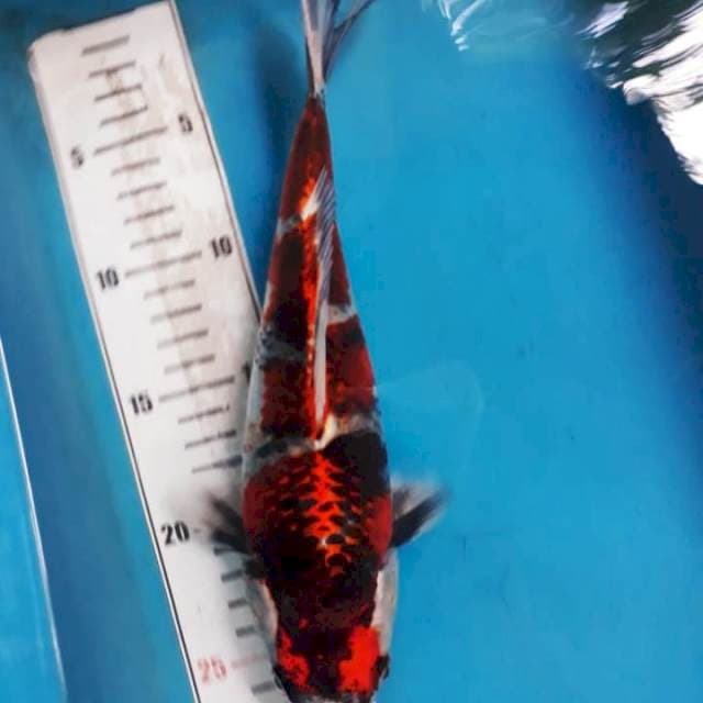 sowa gosiki sq 28cm