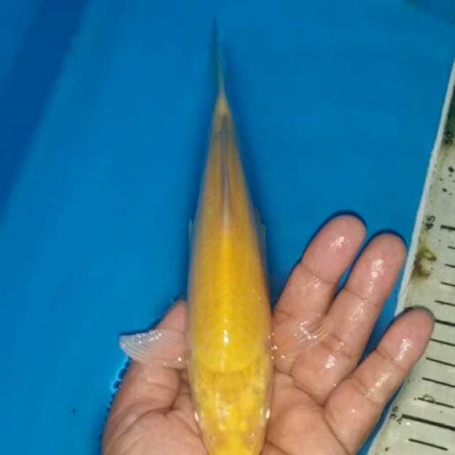 Karashi mata merah 