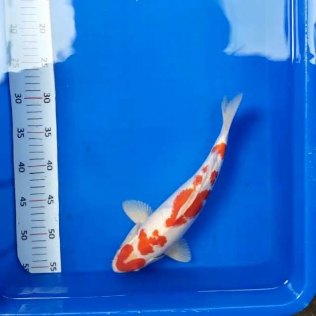 Kohaku hikari*33cm joss