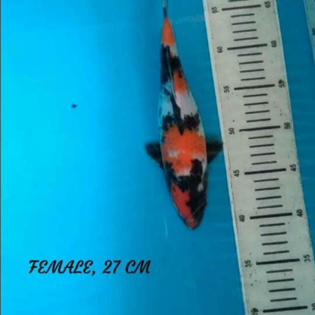 SHOWA, Male, 27 cm
