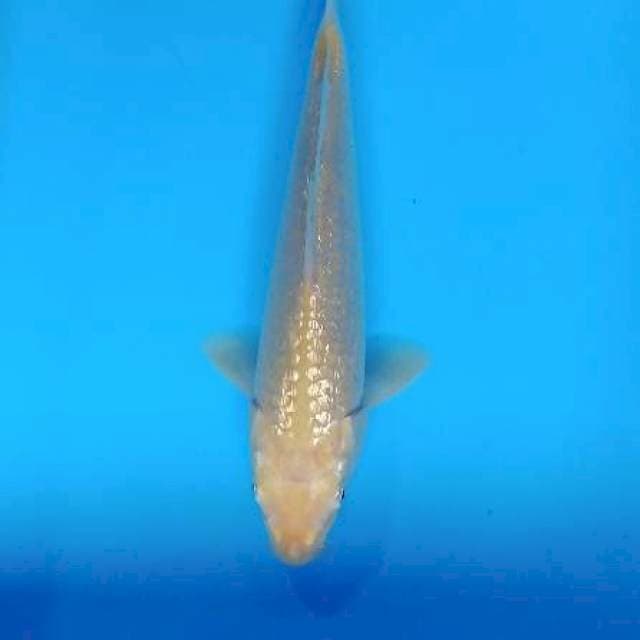 Karasi ginrin mata merah 20cm