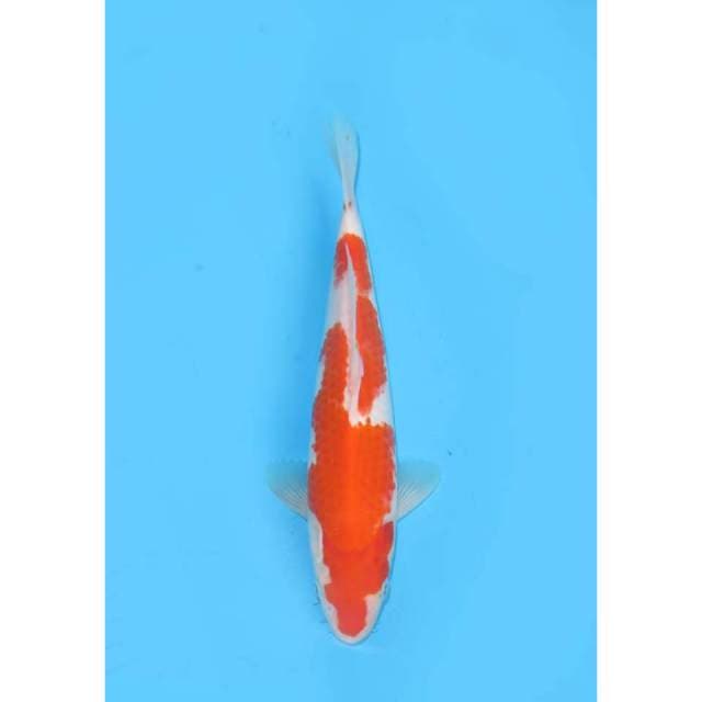 Kohaku Inazuma Original - 24cm Male