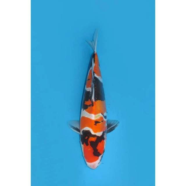Showa Doitsu Murni - 38cm