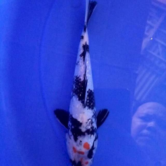 Ginrin 22 cm