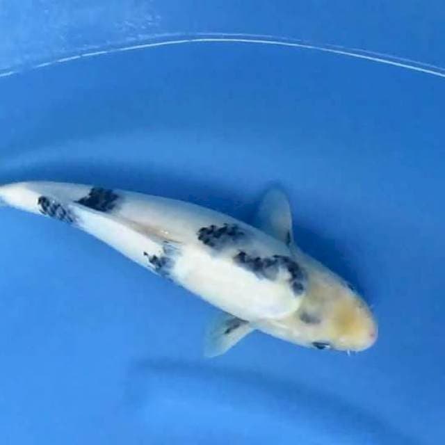 Shiro34cm