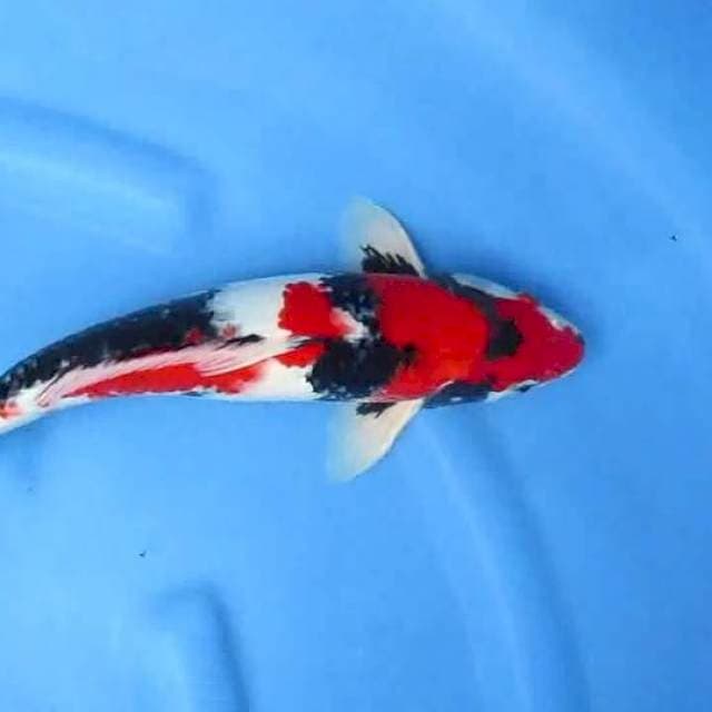 Sansoku35bu