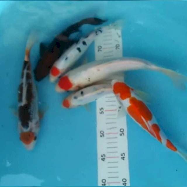 Mix uk 20,22,27,30cm