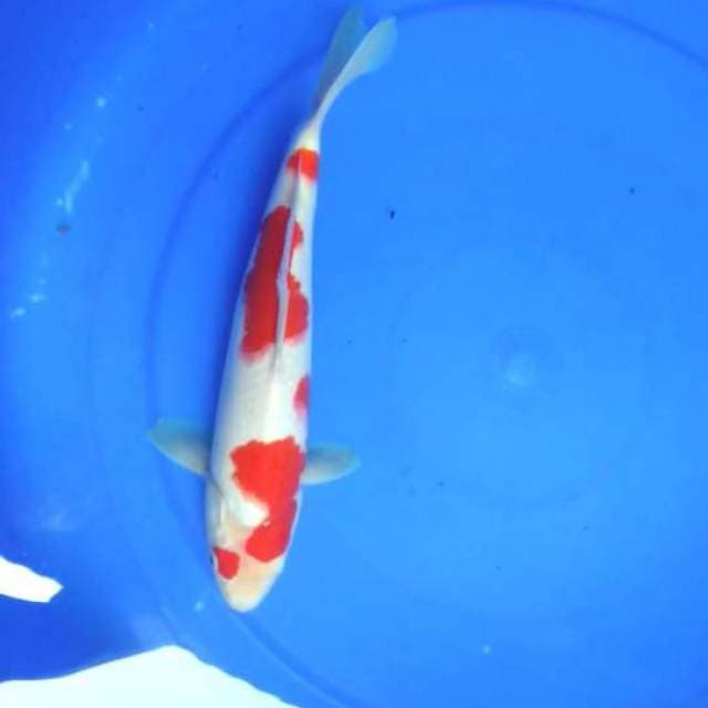 kohaku male punuk red strong dijamin